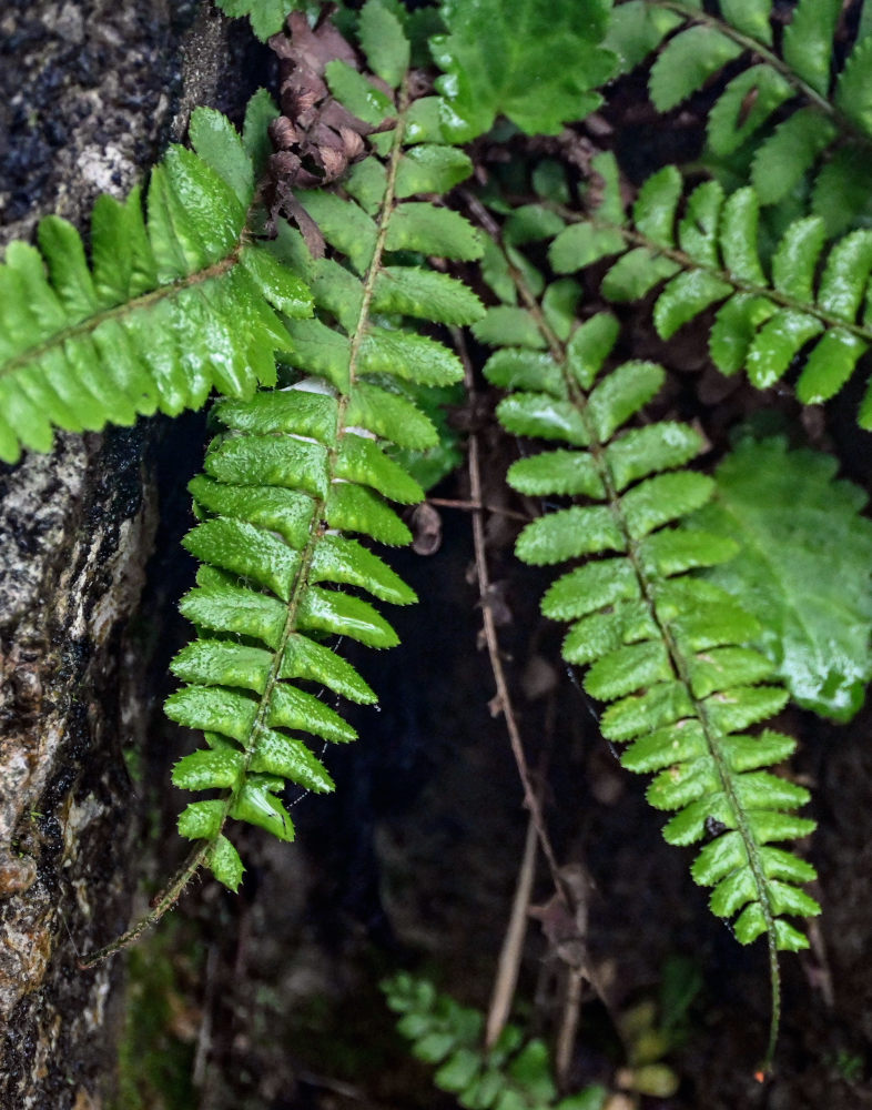 Image of Polystichum craspedosorum specimen.