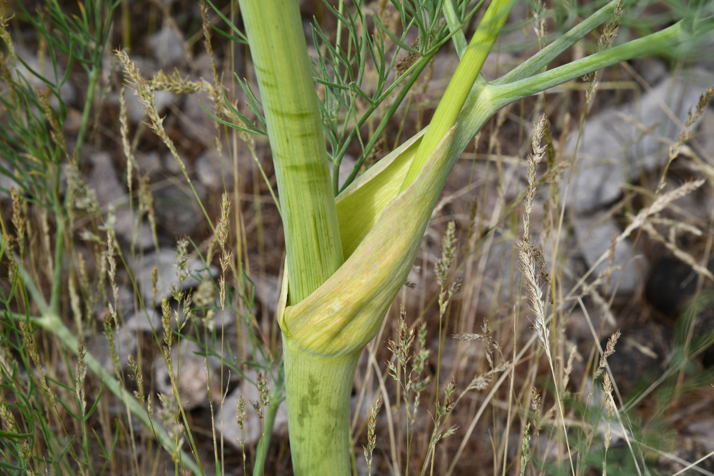 Image of Ferula varia specimen.