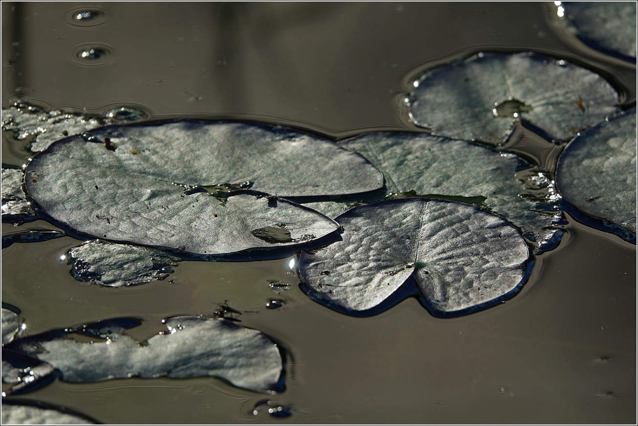 Image of Nymphaea candida specimen.