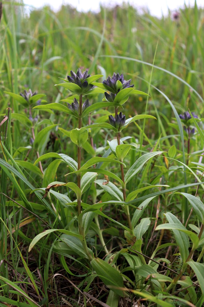 Image of Gentiana cruciata specimen.