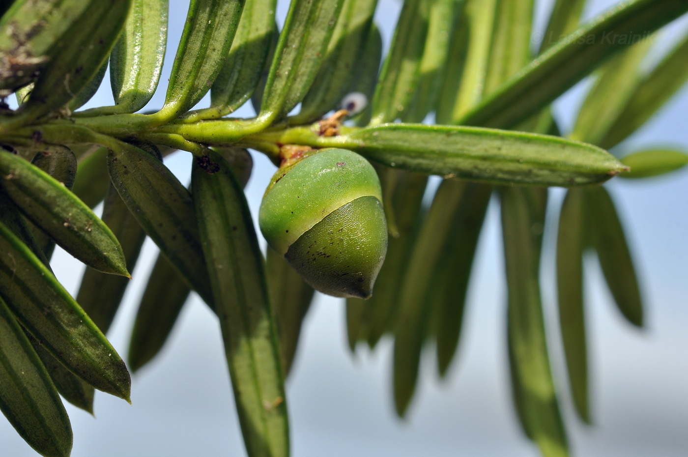 Image of Taxus cuspidata specimen.