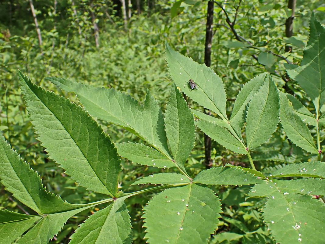 Image of Angelica dahurica specimen.