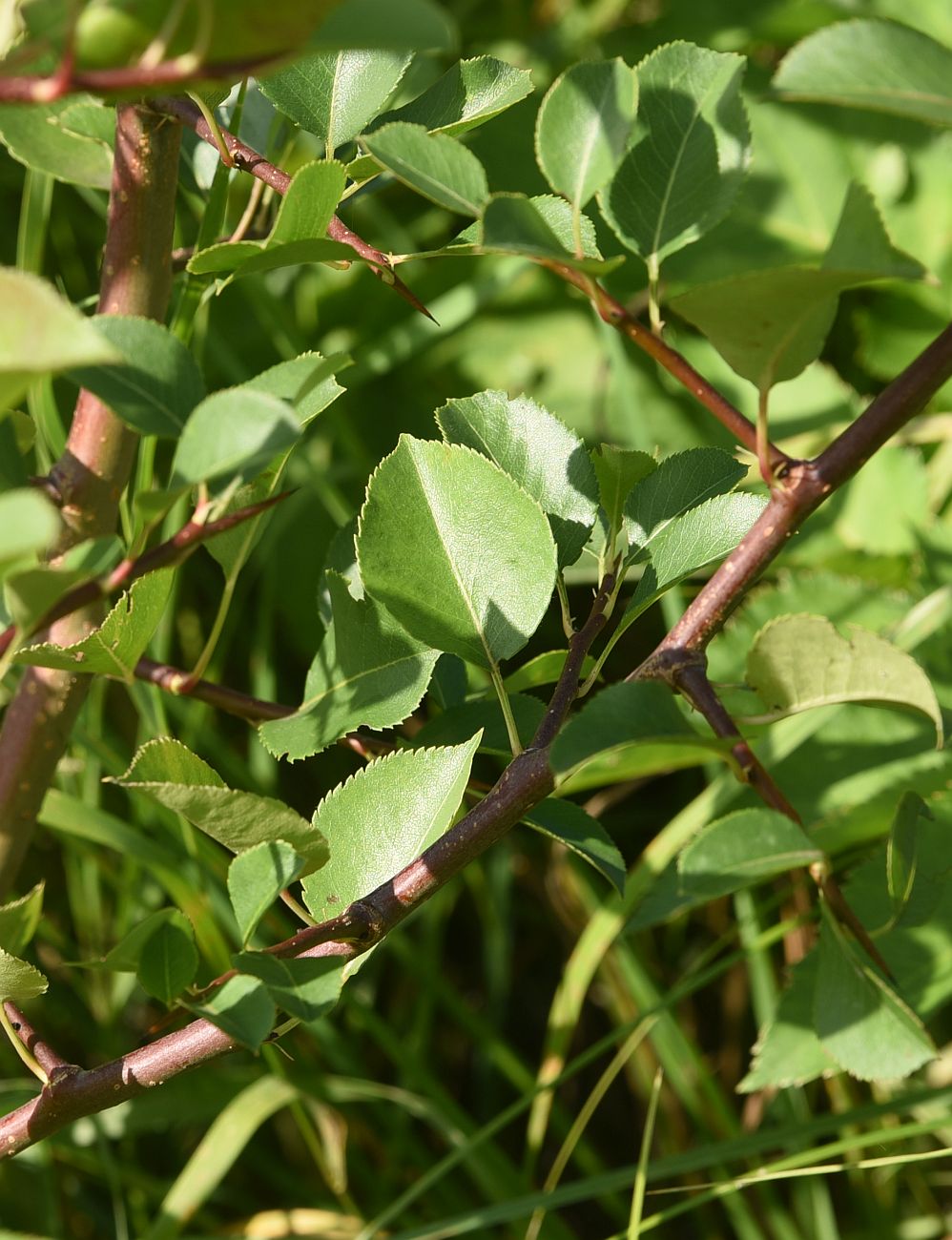 Изображение особи Malus sylvestris.