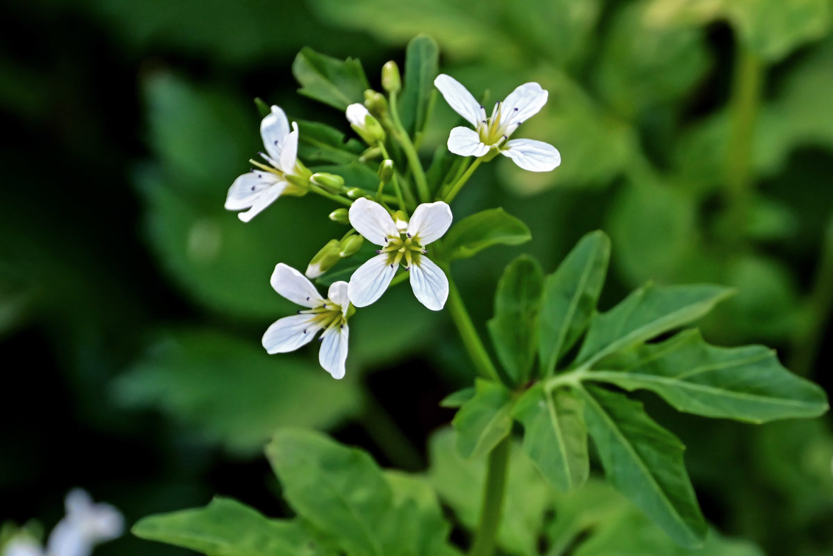 Изображение особи Cardamine amara.