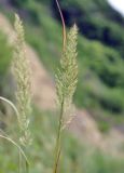 Calamagrostis extremiorientalis