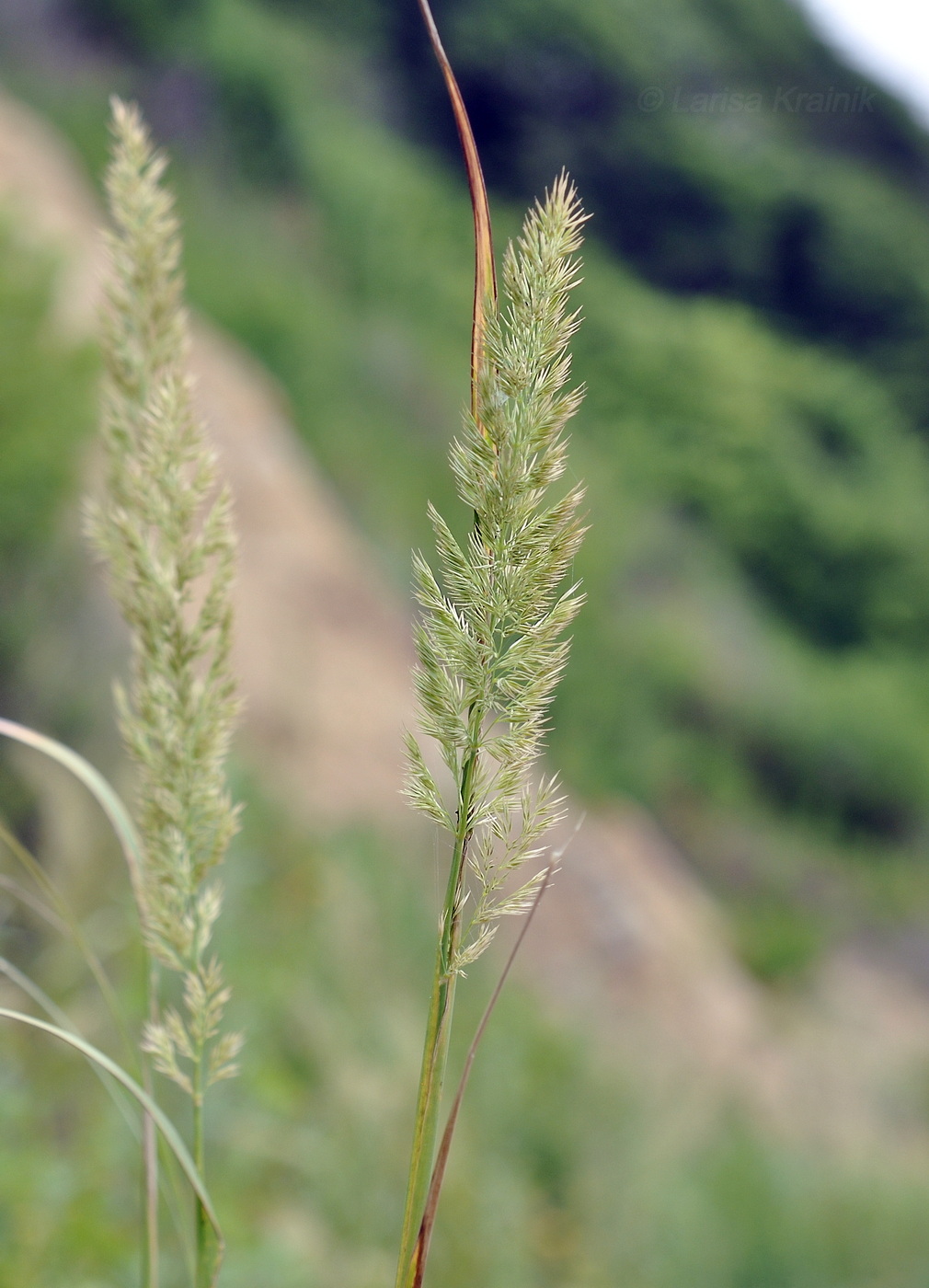 Image of Calamagrostis extremiorientalis specimen.