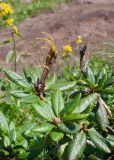 Rhododendron aureum. Верхушка отцветшего растения с завязями. Камчатский край, Елизовский р-н, подножие горы Летняя Поперечная, склон ЮЗ экспозиции, заросли кустарников. 04.08.2024.