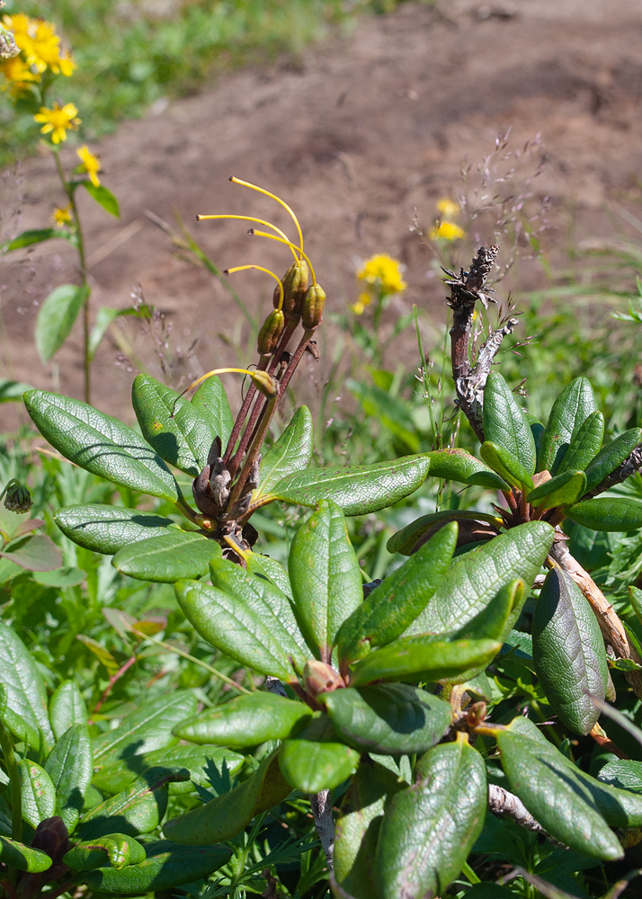 Изображение особи Rhododendron aureum.