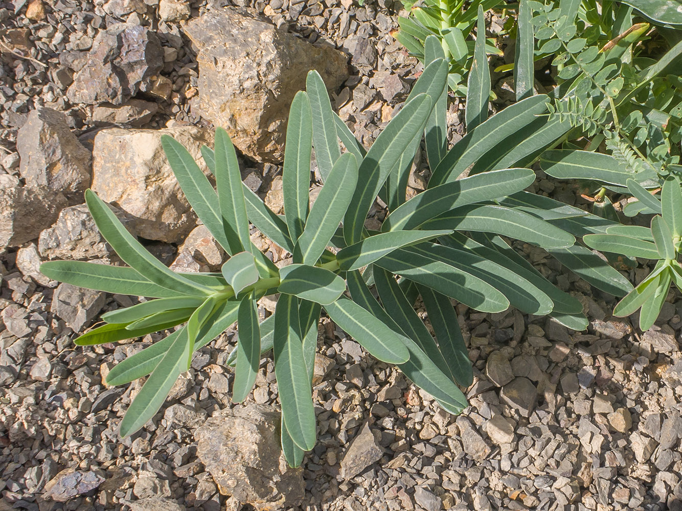 Изображение особи Euphorbia iberica.