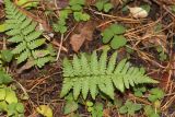 Dryopteris filix-mas. Молодое растение. Томская обл., Томский р-н, окр. с. Аркашево, кедровый лес. 09.08.2023.