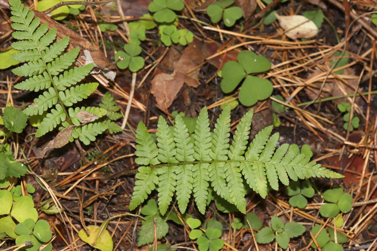 Изображение особи Dryopteris filix-mas.