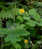 Chelidonium majus. Верхушка цветущего и плодоносящего растения. Костромская обл., г. Кострома, устье р. Кострома, опушка смешанного леса. 29.06.2024.