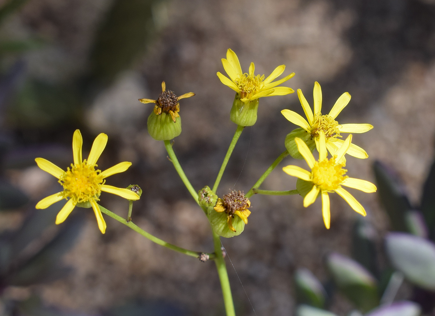 Изображение особи Senecio crassissimus.