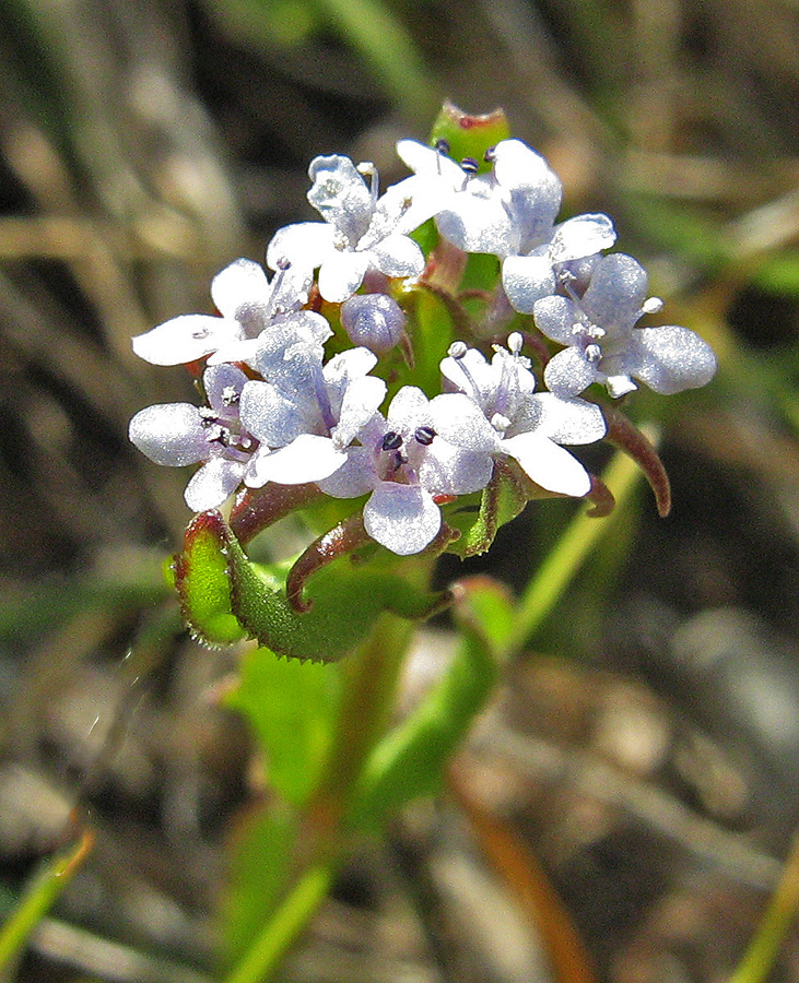 Изображение особи Valerianella echinata.