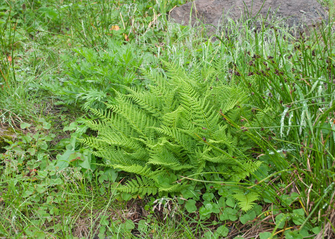 Image of Athyrium americanum specimen.