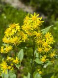 Solidago virgaurea подвид dahurica