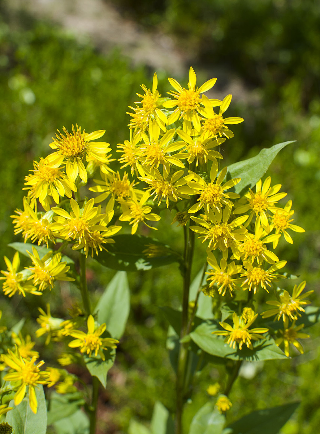 Image of Solidago virgaurea ssp. dahurica specimen.