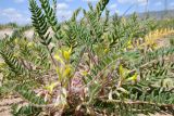 Astragalus rubtzovii