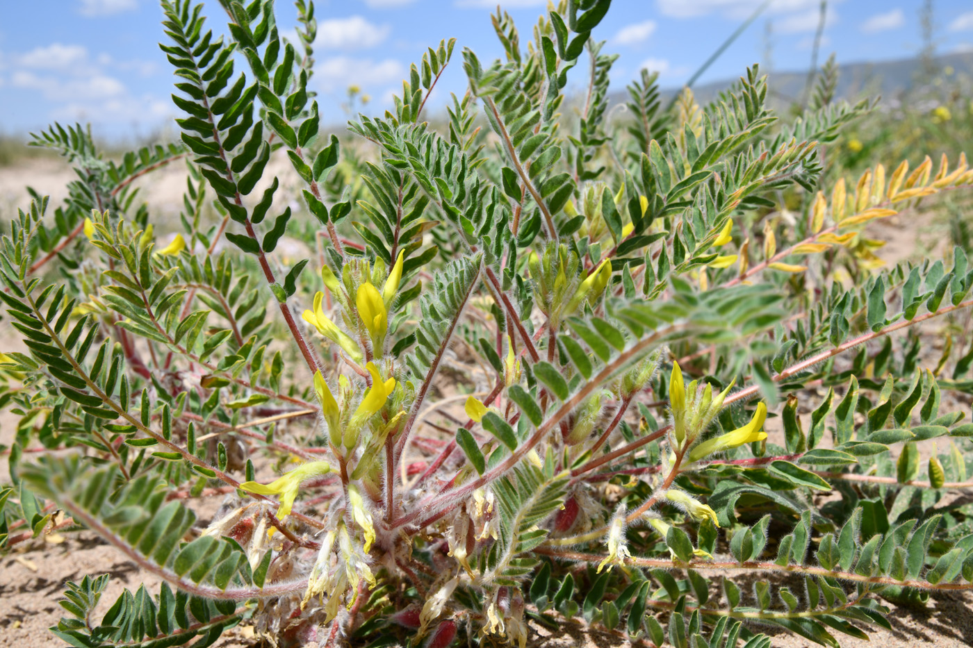 Image of Astragalus rubtzovii specimen.