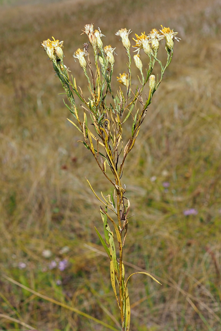 Image of Galatella crinitoides specimen.