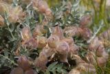 род Astragalus