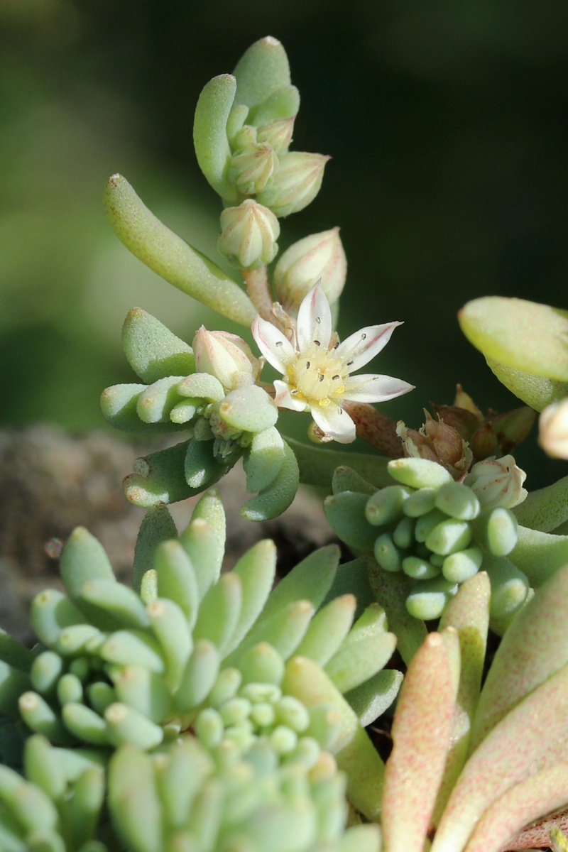 Image of Sedum hispanicum specimen.