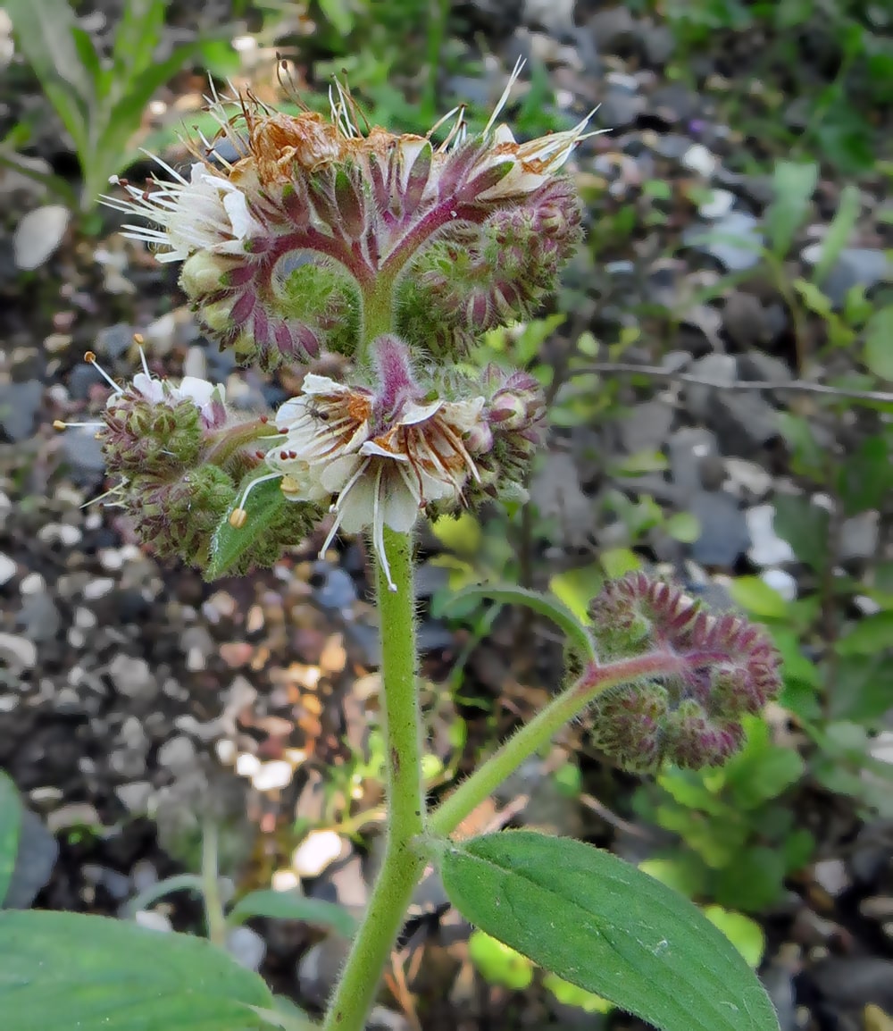 Image of Phacelia secunda specimen.