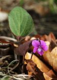 View full-size image Viola primorskajensis
