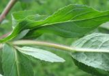 Epilobium hirsutum