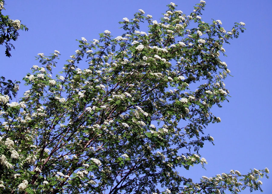 Image of Sorbus aucuparia specimen.