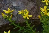 View full-size image Hypericum orientale