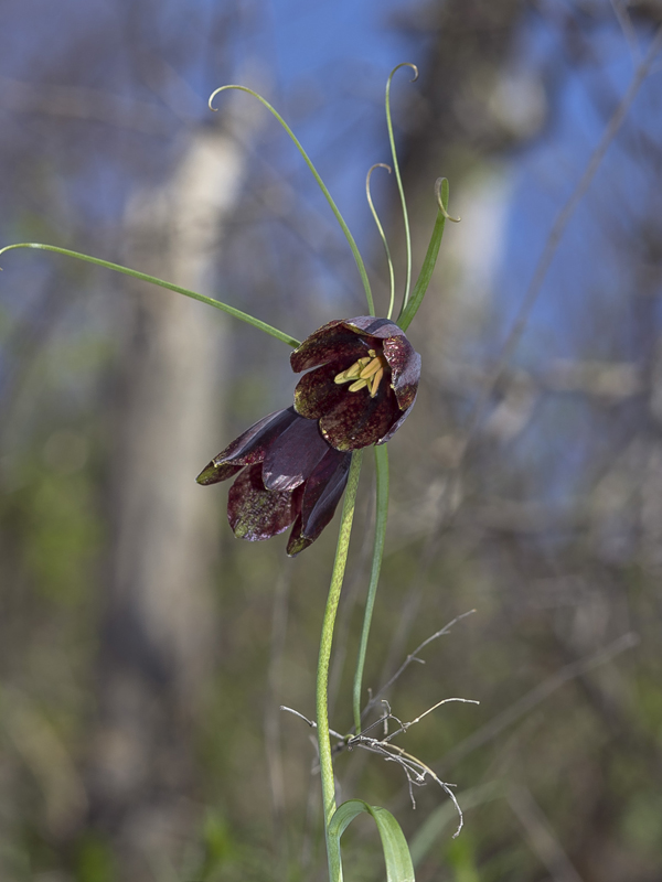 Image of Fritillaria ruthenica specimen.