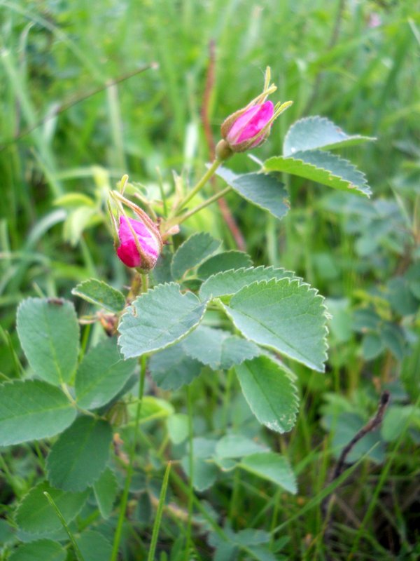 Изображение особи Rosa cinnamomea.