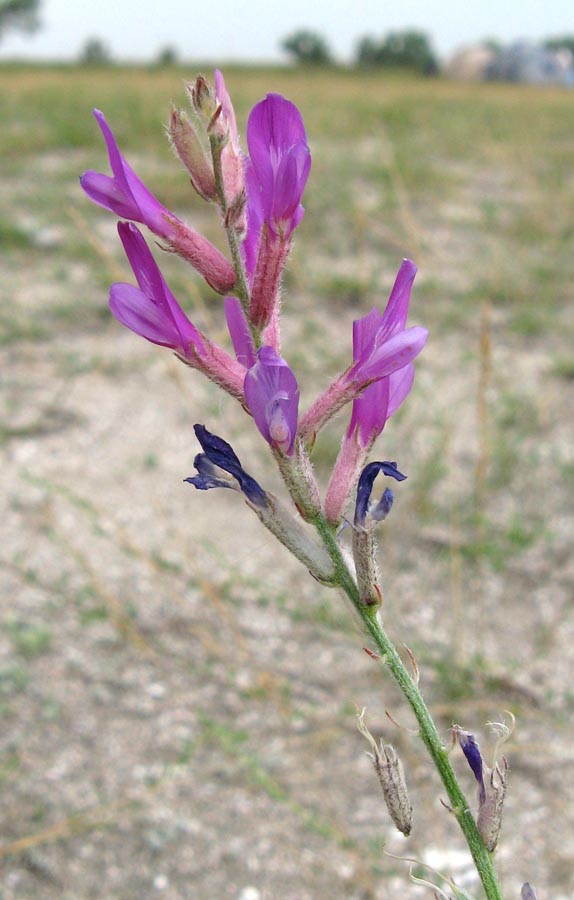 Изображение особи Astragalus varius ssp. eupatoricus.