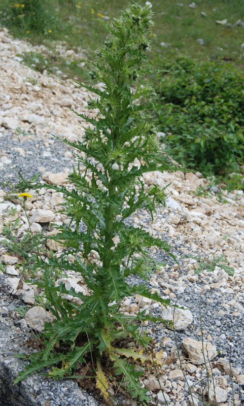 Изображение особи Cirsium candelabrum.