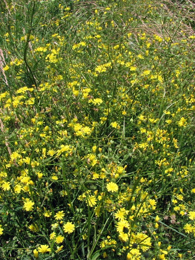 Image of Crepis ramosissima specimen.