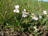 Смотреть изображение Viola accrescens