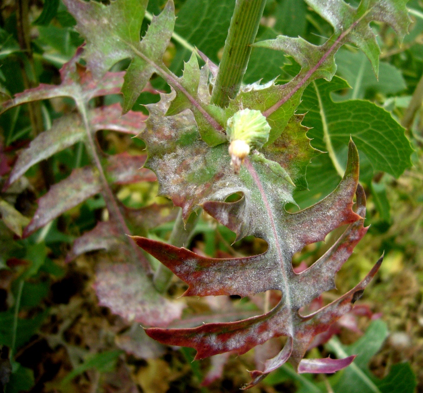 Image of Sonchus oleraceus specimen.