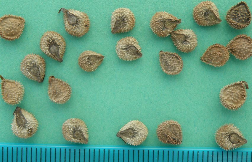 Image of Cynoglossum officinale specimen.