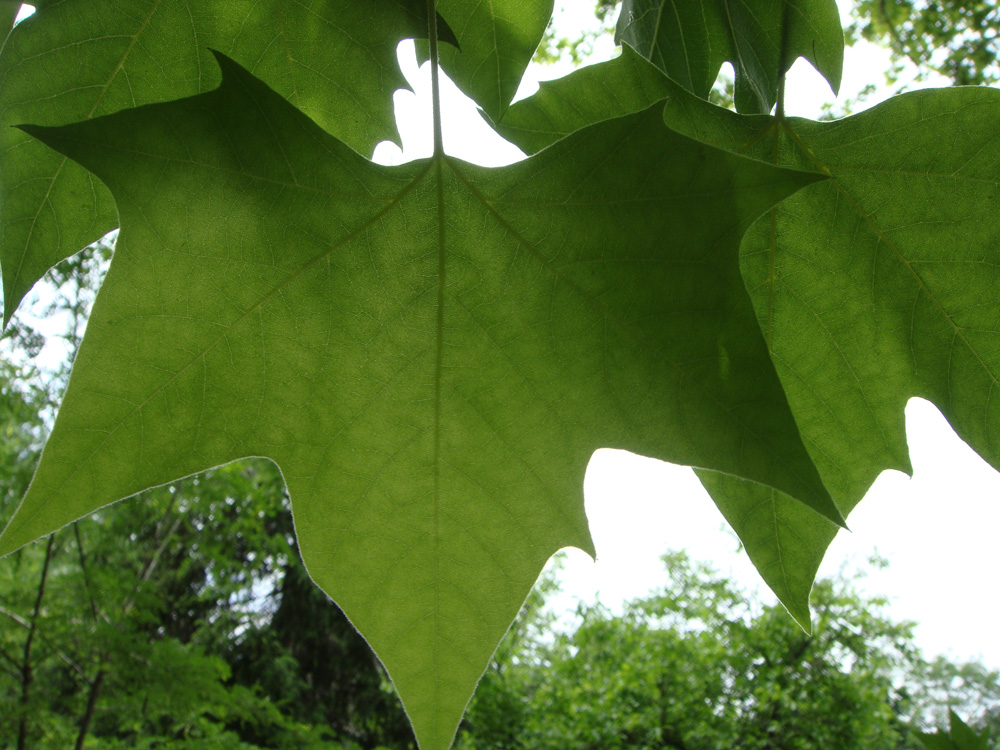 Image of Platanus occidentalis specimen.