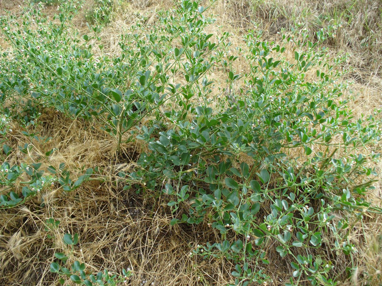 Image of Zygophyllum fabago specimen.