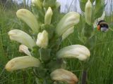 Pedicularis sceptrum-carolinum