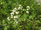 Erigeron annuus. Цветущее растение. Украина, Черкасская обл., Золотоношский р-н, окр. с. Коробовка. 04.06.2012.