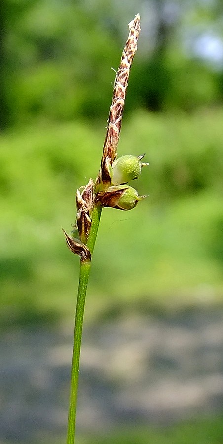 Image of Carex vanheurckii specimen.