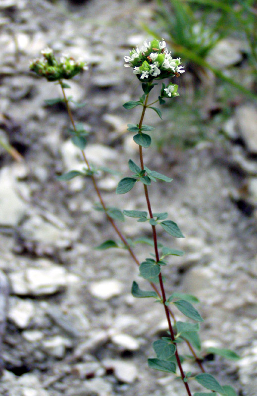 Image of Origanum vulgare specimen.