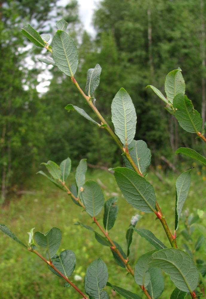 Image of Salix bebbiana specimen.