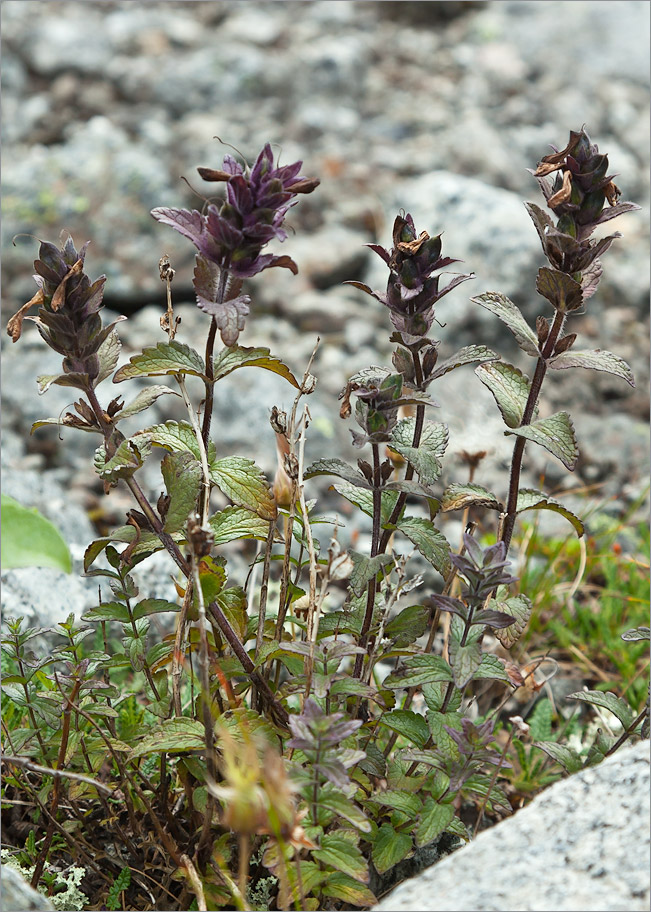 Image of Bartsia alpina specimen.