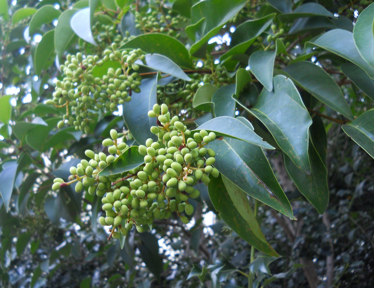 Image of Ligustrum lucidum specimen.