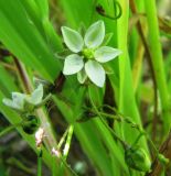 Spergula arvensis. Верхушка побега с цветком и бутонами. Коми, окраина г. Сыктывкар, рапсовое поле. 19.08.2012.