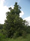 Carya illinoinensis